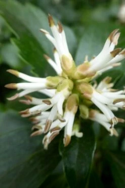 Pachysandra - Japanese Spurge - 18 Count Flat Of Pint Pots -Garden Supplies Sales 2024 pachysandra terminalis japanese spurge 109