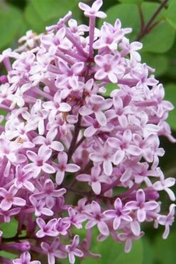 Palibin Dwarf Lilac Bush - 3 Gallon Pot -Garden Supplies Sales 2024 palibin lilac tree 3