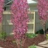 Corinthian Flowering Peach Tree - 2 Gallon Pot (3-4') -Garden Supplies Sales 2024 peach corinthian 100