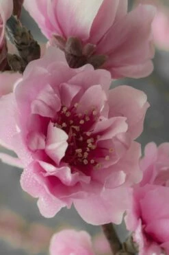 Corinthian Flowering Peach Tree - 2 Gallon Pot (3-4') -Garden Supplies Sales 2024 peach corinthian 24