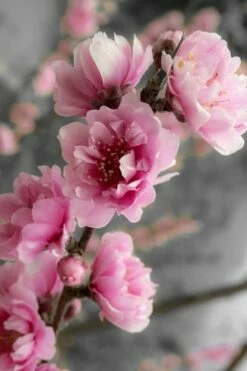 Corinthian Flowering Peach Tree - 5 Gallon Pot -Garden Supplies Sales 2024 peach corinthian 2 thumbnail 2