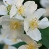 Sweet Mock Orange (Philadelphus Coronarius) - 3 Gallon Pot -Garden Supplies Sales 2024 philadelphus coronarius mock orange 2