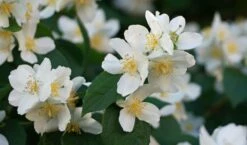 Sweet Mock Orange (Philadelphus Coronarius) - 3 Gallon Pot -Garden Supplies Sales 2024 philadelphus coronarius mock orange 3