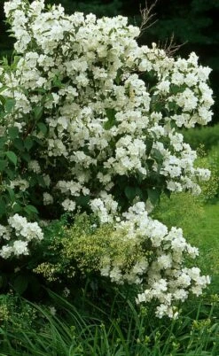 Sweet Mock Orange (Philadelphus Coronarius) - 3 Gallon Pot -Garden Supplies Sales 2024 philadelphus coronarius mock orange 4