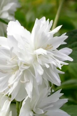 Minnesota Snowflake Mock Orange (Philadelphus) - 1 Gallon Pot -Garden Supplies Sales 2024 philadelphus minnesota snowflake mock orange 3