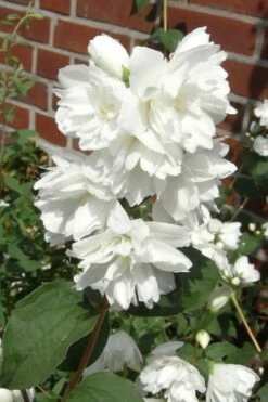 Minnesota Snowflake Mock Orange (Philadelphus) - 1 Gallon Pot -Garden Supplies Sales 2024 philadelphus minnesota snowflake mock orange 4