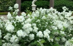 Minnesota Snowflake Mock Orange (Philadelphus) - 1 Gallon Pot -Garden Supplies Sales 2024 philadelphus minnesota snowflake mock orange 5
