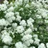 Minnesota Snowflake Mock Orange (Philadelphus) - 1 Gallon Pot 1 Minnesota Snowflake Mock Orange (Philadelphus) - 1 Gallon Pot -Garden Supplies Sales 2024 philadelphus minnesota snowflake mock orange 7