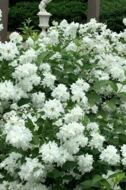 Minnesota Snowflake Mock Orange (Philadelphus) - 1 Gallon Pot
