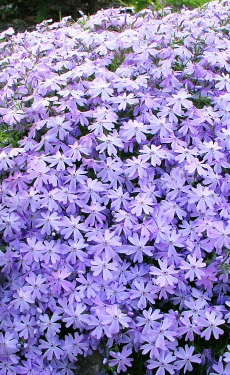 Blue Creeping Phlox - 1 Gallon Pot Blue Creeping Phlox - 1 Gallon Pot -Garden Supplies Sales 2024 phlox subulata blue creeping 1