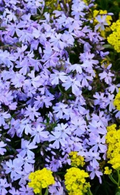 Blue Creeping Phlox - 6 Pack Of Pint Pots -Garden Supplies Sales 2024 phlox subulata blue creeping 2 2