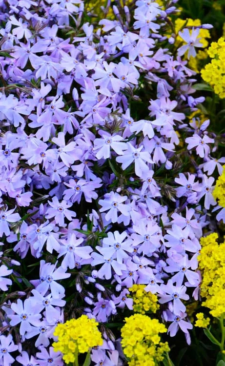 Blue Creeping Phlox - 1 Gallon Pot Blue Creeping Phlox - 1 Gallon Pot -Garden Supplies Sales 2024 phlox subulata blue creeping 2