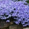 Blue Creeping Phlox - 1 Gallon Pot -Garden Supplies Sales 2024 phlox subulata blue creeping 3