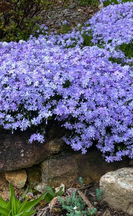Blue Creeping Phlox - 1 Gallon Pot Blue Creeping Phlox - 1 Gallon Pot -Garden Supplies Sales 2024 phlox subulata blue creeping 3