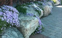 Blue Creeping Phlox - 18 Pack Of Pint Pots -Garden Supplies Sales 2024 phlox subulata blue creeping 4 3