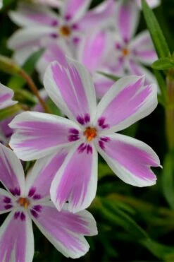 Candy Stripe Creeping Phlox - 5 Pack Of Quart Pots -Garden Supplies Sales 2024 phlox subulata candy stripe creeping 21