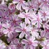 Candy Stripe Creeping Phlox - 5 Pack Of Quart Pots -Garden Supplies Sales 2024 phlox subulata candy stripe creeping 25