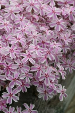 Candy Stripe Creeping Phlox - 5 Pack Of Quart Pots -Garden Supplies Sales 2024 phlox subulata candy stripe creeping 27