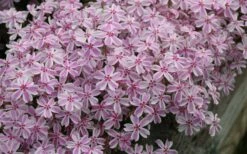 Candy Stripe Creeping Phlox - 5 Pack Of Pint Pots -Garden Supplies Sales 2024 phlox subulata candy stripe creeping 29 1