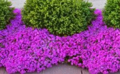 Drummond's Pink Creeping Phlox - 6 Pack Of 1 Gallon Pots -Garden Supplies Sales 2024 phlox subulata drummonds pink creeping 1