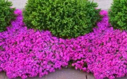 Drummond's Pink Creeping Phlox - 1 Gallon Pot -Garden Supplies Sales 2024 phlox subulata drummonds pink creeping 2