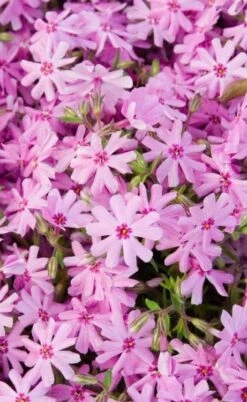 Pink Creeping Phlox - 6 Pack Of Pint Pots -Garden Supplies Sales 2024 phlox subulata pink creeping 1 1