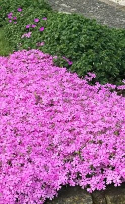 Pink Creeping Phlox - 1 Gallon Pot -Garden Supplies Sales 2024 phlox subulata pink creeping 2