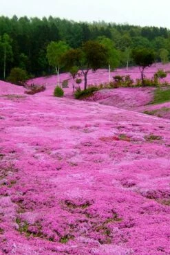 Pink Creeping Phlox - 6 Pack Of Pint Pots -Garden Supplies Sales 2024 phlox subulata pink creeping phlox 100