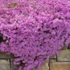 Pink Creeping Phlox - 6 Pack Of Pint Pots -Garden Supplies Sales 2024 phlox subulata pink creeping phlox 200 1