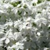 White Creeping Phlox - 1 Gallon Pot -Garden Supplies Sales 2024 phlox subulata white 1