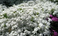 White Creeping Phlox - 1 Gallon Pot -Garden Supplies Sales 2024 phlox subulata white 2