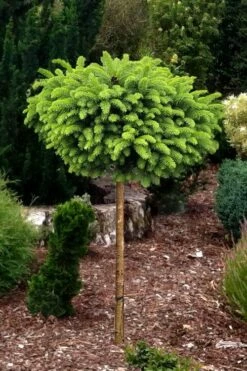 Little Gem Dwarf Norway Spruce Tree (Single Trunk) - 2 Gallon Pot -Garden Supplies Sales 2024 picea abies little gem dwarf norway spruce tree 1