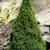 Pixie Miniature Dwarf Alberta Spruce - Quart Pot -Garden Supplies Sales 2024 picea glauca pixie dwarf alberta spruce 2