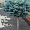 Dwarf Globe Blue Spruce Topiary Tree (Picea Pungens 'Globosa') - 5 Gallon Pot -Garden Supplies Sales 2024 picea pungens glauca globosa dwarf globe colorad0 blue spruce topiary tree 1