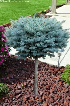 Dwarf Globe Blue Spruce Topiary Tree (Picea Pungens 'Globosa') - 5 Gallon Pot -Garden Supplies Sales 2024 picea pungens glauca globosa dwarf globe colorado blue spruce topiary tree 2