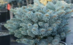 Dwarf Globe Blue Spruce Topiary Tree (Picea Pungens 'Globosa') - 5 Gallon Pot -Garden Supplies Sales 2024 picea pungens globosa dwarf globe blue spruce 2