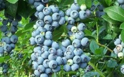 Brightwell Rabbiteye Blueberry - 1 Gallon Pot -Garden Supplies Sales 2024 picture 6424 brightwell rabbiteye blueberry 2
