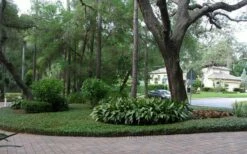 Asian Jasmine (Trachelospermum Asiaticum) - 36 Pack Of 3.5" Pint Pots -Garden Supplies Sales 2024 picture asian jasmine 8 3