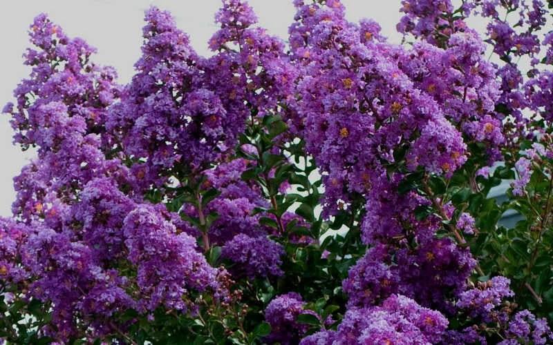 Twilight Purple Crape Myrtle - 5 Gallon Pot Twilight Purple Crape Myrtle - 5 Gallon Pot -Garden Supplies Sales 2024 picture crape myrtle twilight 1 3