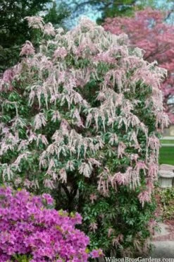 Dorothy Wycoff Pieris - 3 Gallon Pot -Garden Supplies Sales 2024 pieris japonica dorothy wycoff 2
