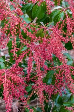Dorothy Wycoff Pieris - 3 Gallon Pot -Garden Supplies Sales 2024 pieris japonica dorothy wycoff 4