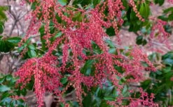 Dorothy Wycoff Pieris - 3 Gallon Pot -Garden Supplies Sales 2024 pieris japonica dorothy wycoff 5