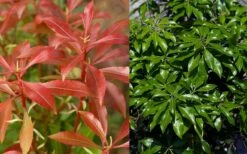 Dorothy Wycoff Pieris - 3 Gallon Pot -Garden Supplies Sales 2024 pieris japonica dorothy wycoff 6