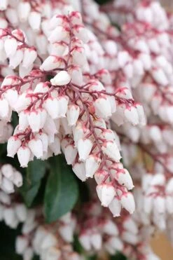 Dorothy Wycoff Pieris - 3 Gallon Pot -Garden Supplies Sales 2024 pieris japonica dorothy wycoff 7