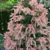 Dorothy Wycoff Pieris - 3 Gallon Pot -Garden Supplies Sales 2024 pieris japonica dorothy wycoff 9