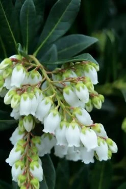 Southern Lady Pieris - 3 Gallon Pot 5 Southern Lady Pieris - 3 Gallon Pot -Garden Supplies Sales 2024 pieris japonica southern lady 1
