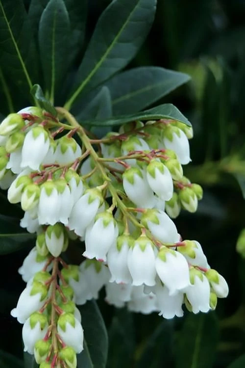 Southern Lady Pieris - 3 Gallon Pot Southern Lady Pieris - 3 Gallon Pot -Garden Supplies Sales 2024 pieris japonica southern lady 1