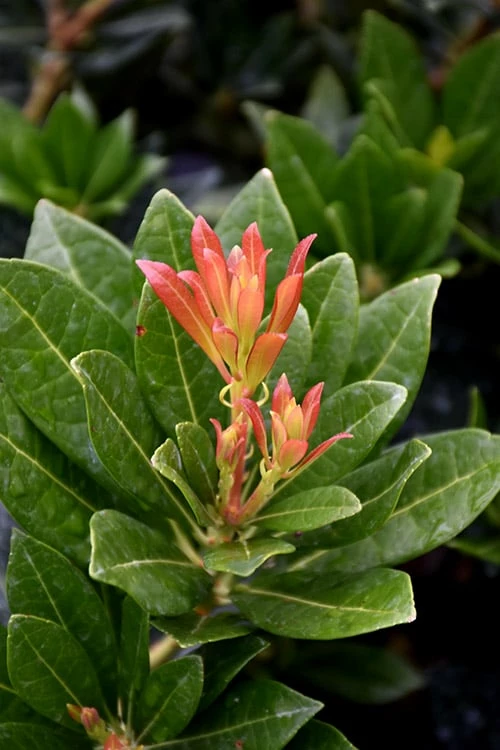 Southern Lady Pieris - 3 Gallon Pot Southern Lady Pieris - 3 Gallon Pot -Garden Supplies Sales 2024 pieris japonica southern lady 2