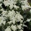 Southern Lady Pieris - 3 Gallon Pot -Garden Supplies Sales 2024 pieris japonica southern lady 3