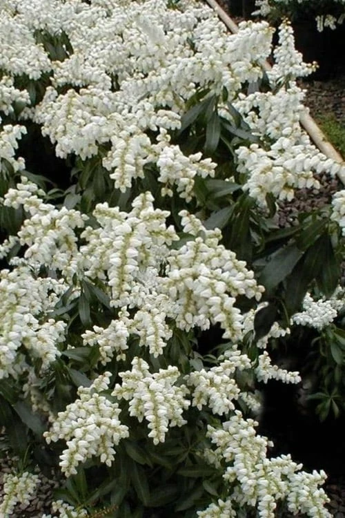 Southern Lady Pieris - 3 Gallon Pot Southern Lady Pieris - 3 Gallon Pot -Garden Supplies Sales 2024 pieris japonica southern lady 3